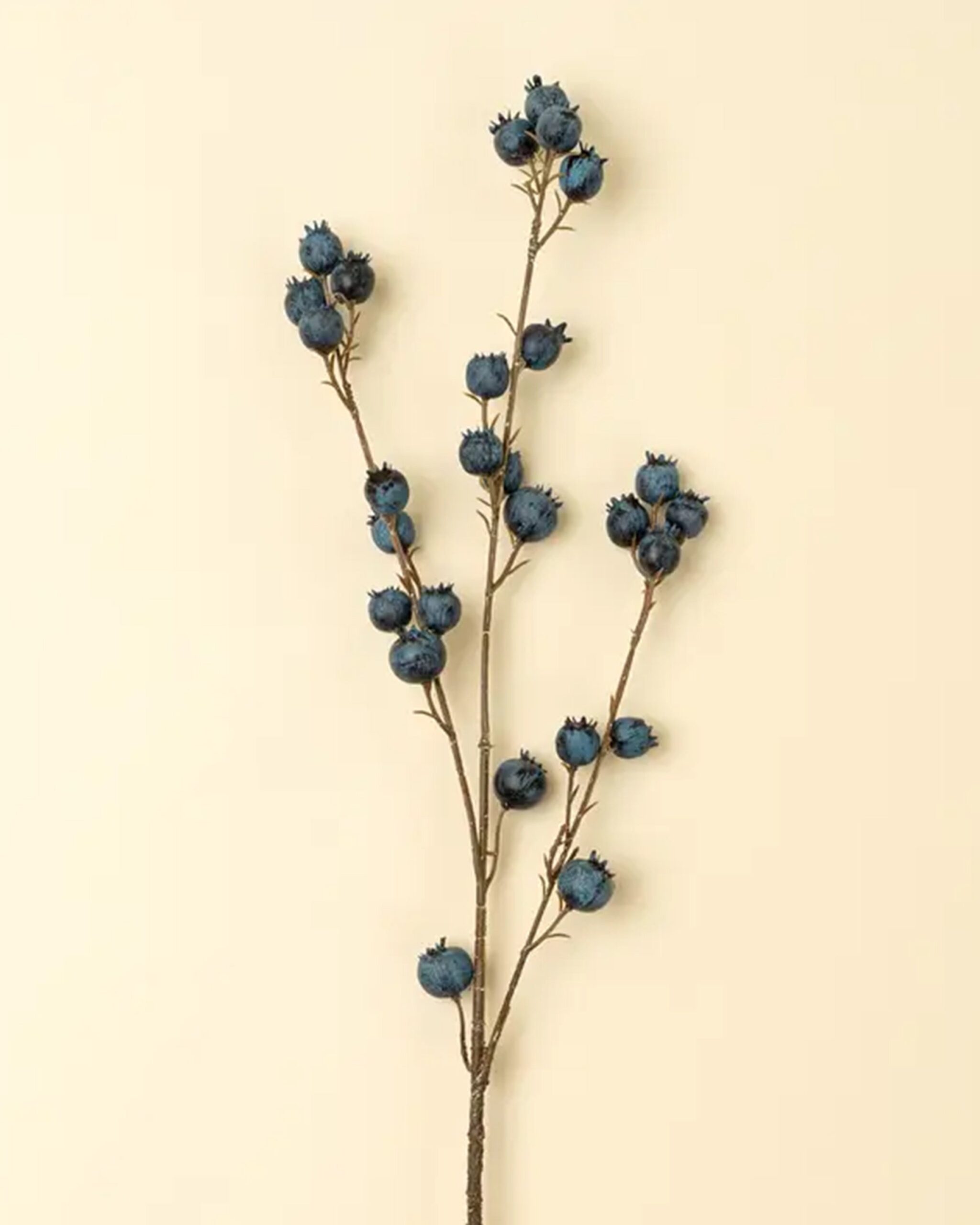 blueberry-branch
